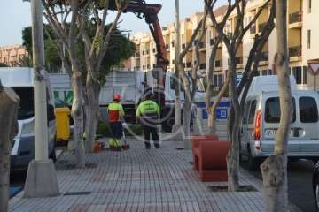 Parques y Jardines elimina en Salinetas el árbol que ensuciaba los recipientes de basura (Foto TA)